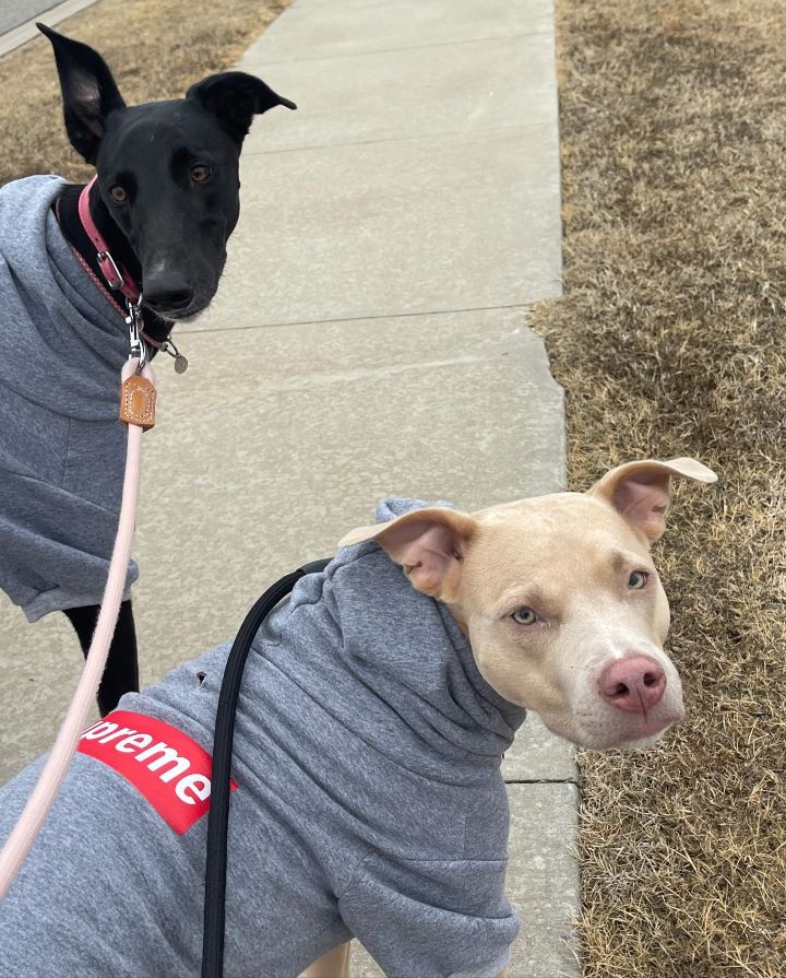 weimaraner pitbull mix