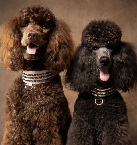 Brown Standard Poodles