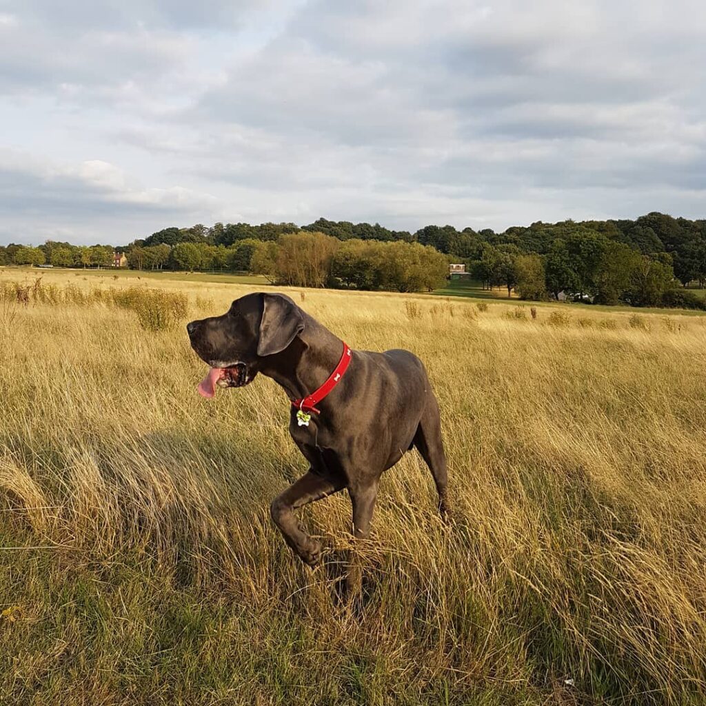 Blue Great Dane: Breed Info, Pictures & Everything (2024) 12 Blue Great Dane