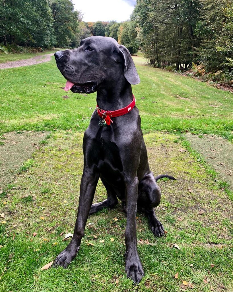 Blue Great Dane