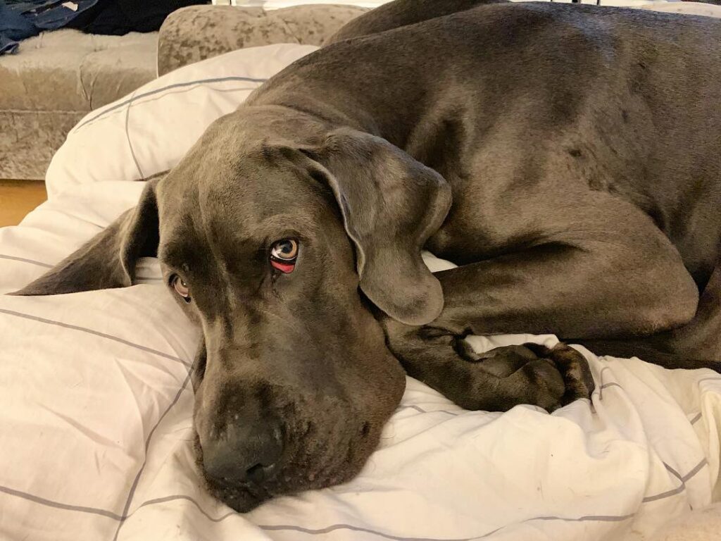 Blue Great Dane: Breed Info, Pictures & Everything (2024) 14 Blue Great Dane
