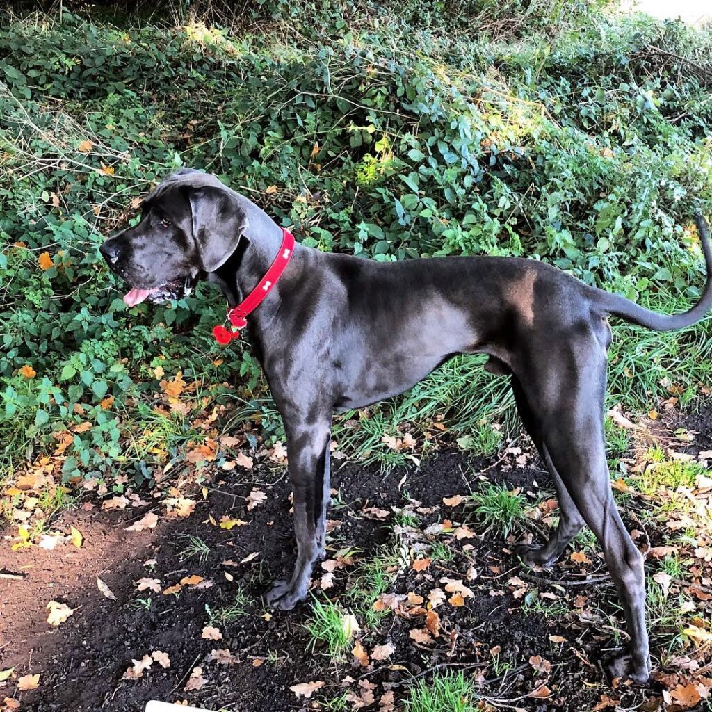 Blue Great Dane: Breed Info, Pictures & Everything (2024) 13 Blue Great Dane