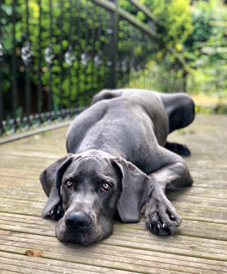 Blue Great Dane