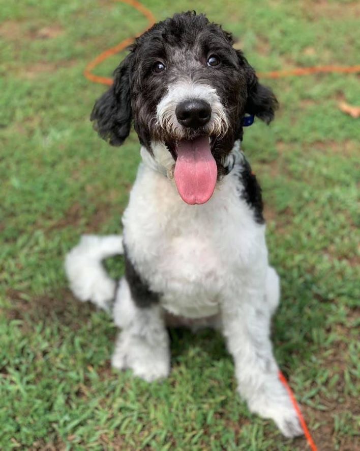 Black and White Goldendoodle