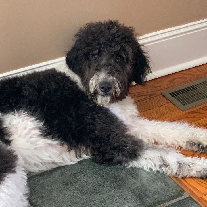 Black and White Goldendoodle