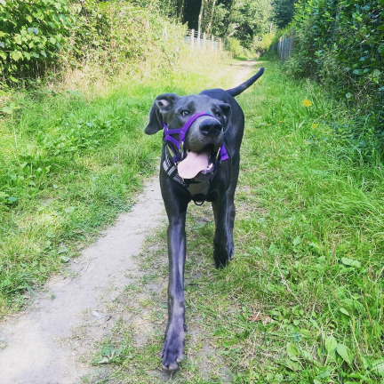 Blue Great Dane