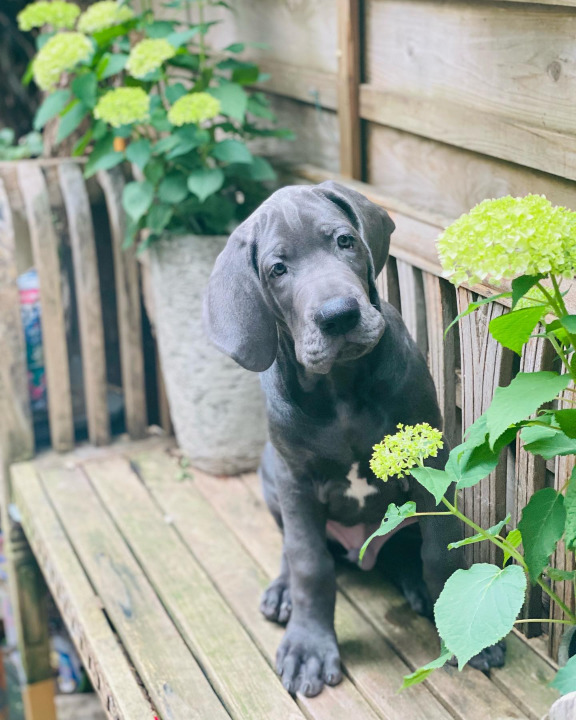 blue great dane puppies