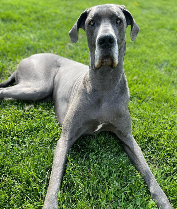 Blue Great Dane