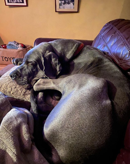 blue harlequin great dane