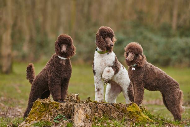 Brown Standard Poodles