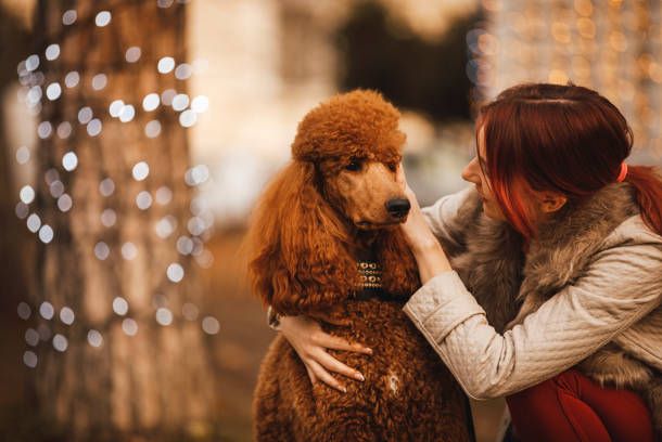 Brown Standard Poodles