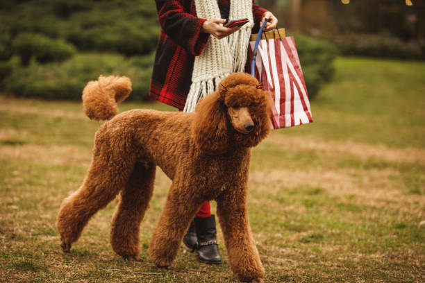 Brown Standard Poodles