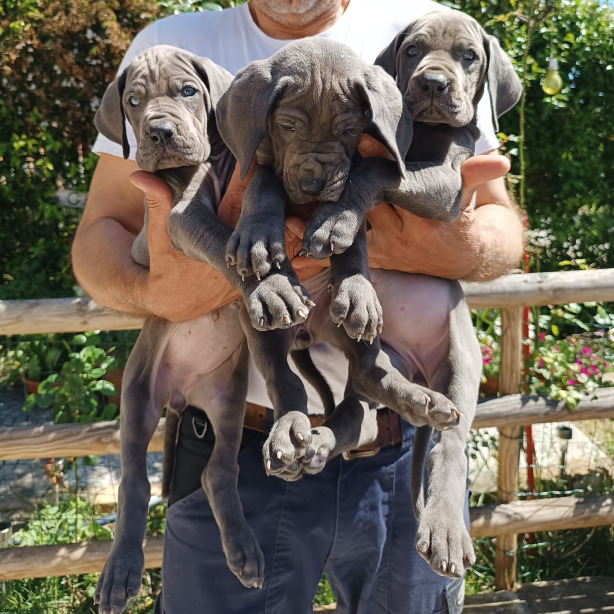 blue great dane puppies