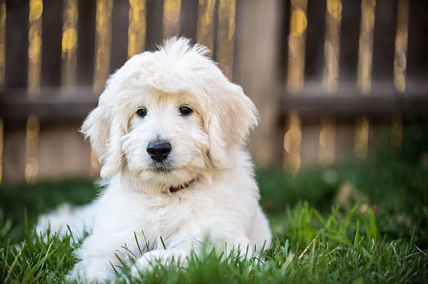 white goldendoodle